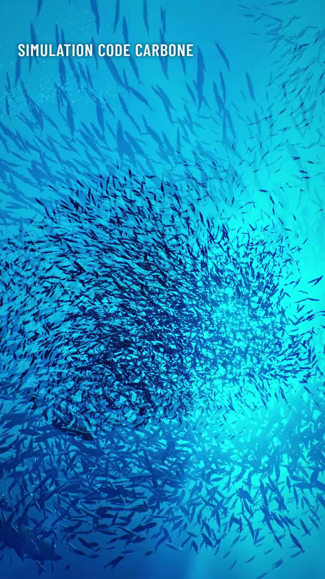 7 dauphins, 6 000 sardines : qui commande le banc ?